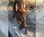 Small #1 Chiweenie
