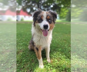 Father of the Australian Shepherd puppies born on 06/03/2025