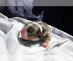 English Bulldog Puppy for sale in SHORT HILLS, NJ, USA