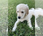 Small Photo #27 Golden Retriever Puppy For Sale in RICHMOND, TX, USA