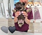 Small French Bulldog