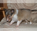 Small #2 Shetland Sheepdog