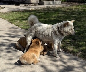 Mother of the Shiba Inu puppies born on 03/16/2025