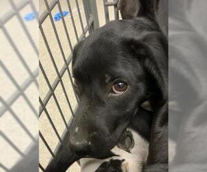 Labrador Retriever Dogs for adoption in Conroe, TX, USA