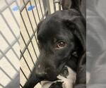 Small Labrador Retriever