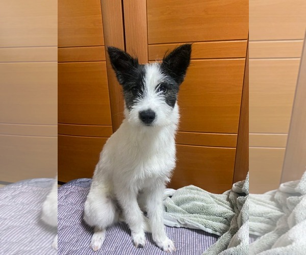 Medium Photo #2 Jack Russell Terrier-Unknown Mix Puppy For Sale in Agoura Hills, CA, USA