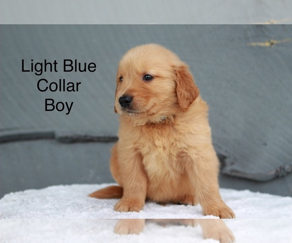 Medium Photo #4 Golden Retriever Puppy For Sale in GREENEVILLE, TN, USA