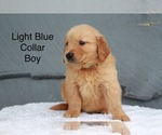 Small Photo #4 Golden Retriever Puppy For Sale in GREENEVILLE, TN, USA
