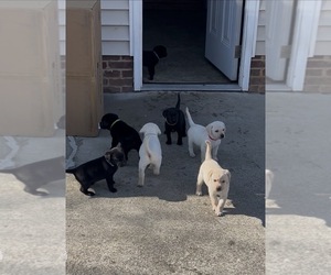 Labrador Retriever Puppy for sale in HARRIMAN, TN, USA