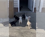 Image preview for Ad Listing. Nickname: 10 Lab Pups