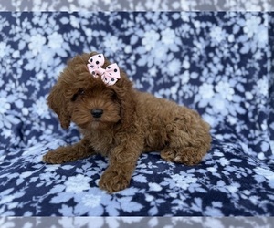 Cock-A-Poo Puppy for sale in LAKELAND, FL, USA