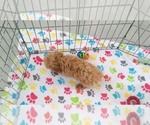 Small #3 Poodle (Toy)