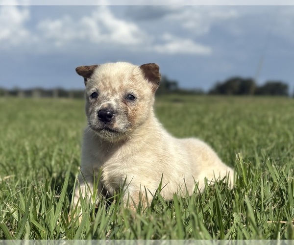 Medium Photo #2 Australian Cattle Dog Puppy For Sale in ZOLFO SPRINGS, FL, USA