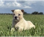 Small #1 Australian Cattle Dog