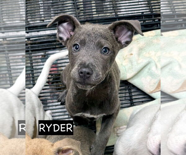 Medium Photo #7 Mutt Puppy For Sale in GILBERTS, IL, USA