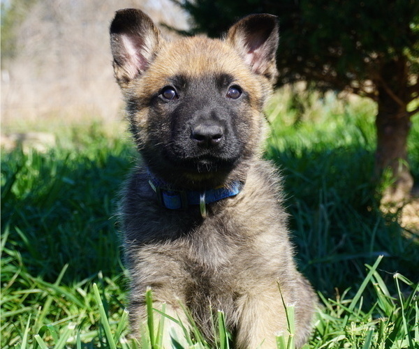Medium Photo #1 Belgian Malinois Puppy For Sale in WEST PLAINS, MO, USA
