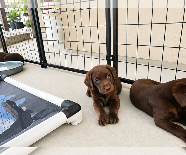 Medium Photo #2 Labrador Retriever Puppy For Sale in Clovis, CA, USA