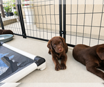 Small #1 Labrador Retriever