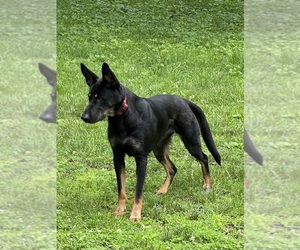 Mother of the Malinois puppies born on 03/31/2025