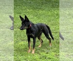 Small Photo #1 Malinois Puppy For Sale in RICHMOND, VA, USA