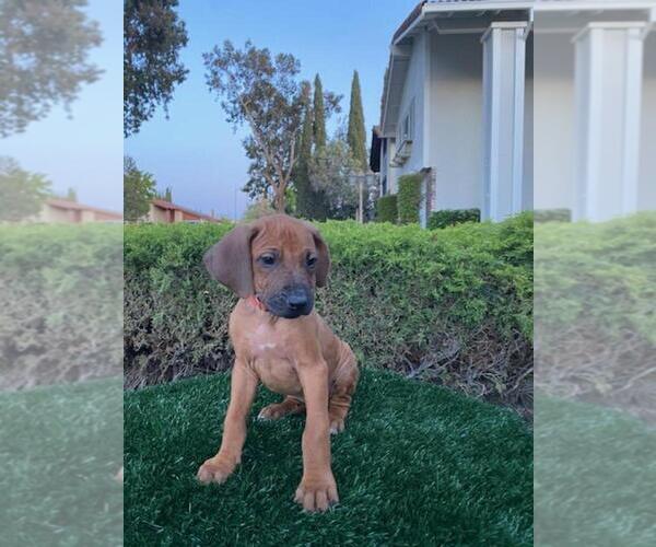Medium Photo #1 Rhodesian Ridgeback Puppy For Sale in SAN JOSE, CA, USA