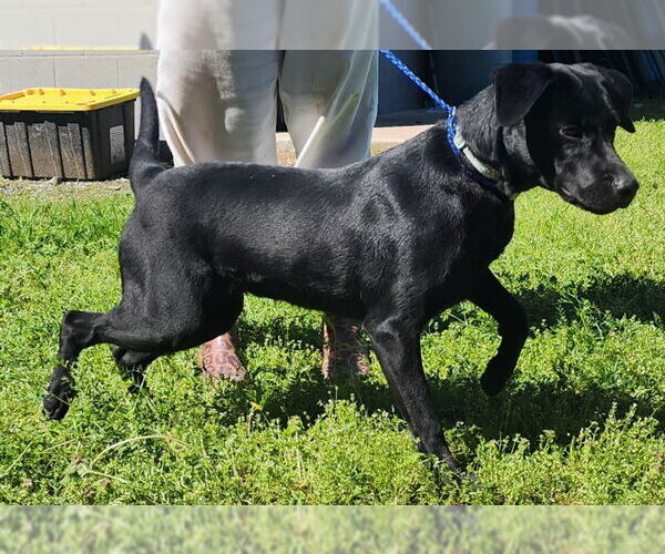Medium Photo #4 Labrador Retriever-Unknown Mix Puppy For Sale in Wetumpka, AL, USA