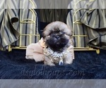 Small Photo #41 Shih Tzu Puppy For Sale in HAYWARD, CA, USA