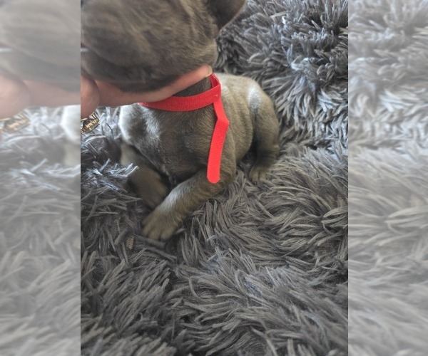 Medium Photo #5 Cane Corso Puppy For Sale in HENRY, VA, USA