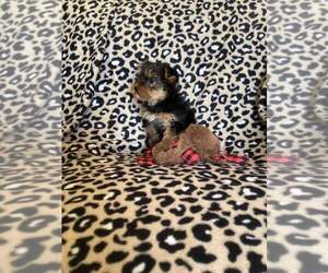 Yorkshire Terrier Puppy for sale in BLACKSBURG, SC, USA