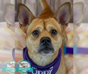 Bulldog-Unknown Mix Dogs for adoption in Kennesaw, GA, USA