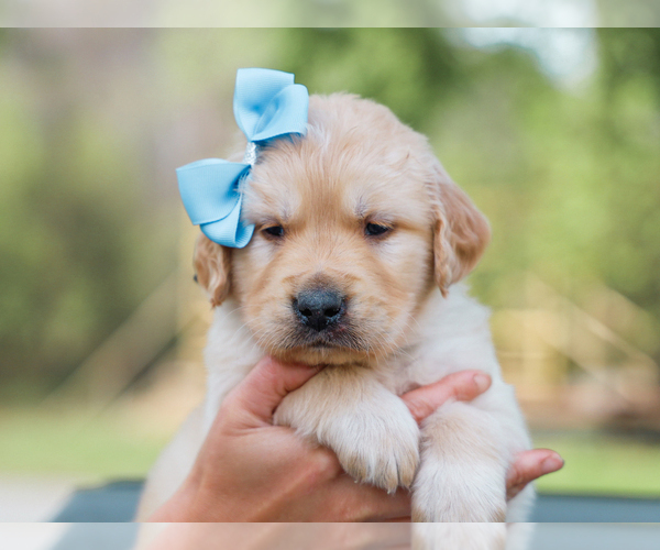 Medium Photo #1 Golden Retriever Puppy For Sale in LIBERTY, KY, USA