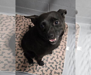 Schipperke-Unknown Mix Dogs for adoption in Ellijay, GA, USA