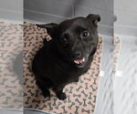 Small Schipperke Mix