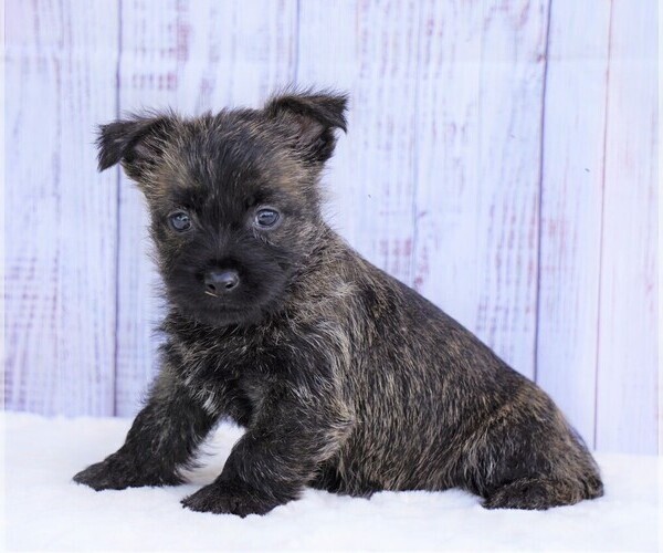 View Ad: Cairn Terrier Puppy for Sale near Ohio, FREDERICKSBG, USA. ADN ...