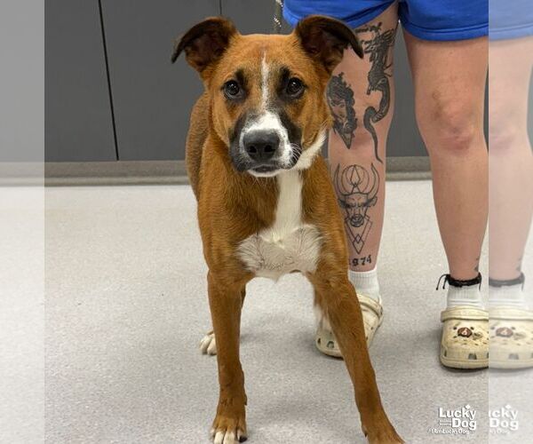Medium Photo #2 Boxer-Unknown Mix Puppy For Sale in Washington, DC, USA