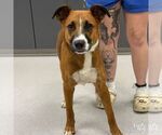 Small #1 Boxer Mix