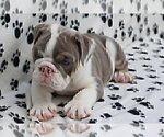 Small Photo #2 Bulldog Puppy For Sale in PNTE VDRA BCH, FL, USA
