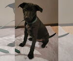 Small #22 Labrador Retriever Mix