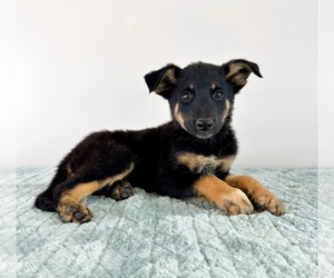 Cattledog Shepherd Puppy for sale in GREENFIELD, IN, USA