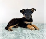 Small Cattledog Shepherd