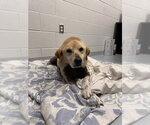 Small #2 Labrador Retriever
