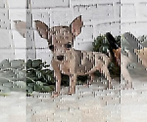 Medium Photo #24 Chihuahua Puppy For Sale in NAPLES, FL, USA