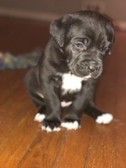 Cane Corso Puppy for sale in MOUNT HOLLY, NJ, USA