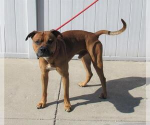 Boxer-Unknown Mix Dogs for adoption in Louisville, KY, USA