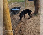 Small #18 Catahoula Leopard Dog