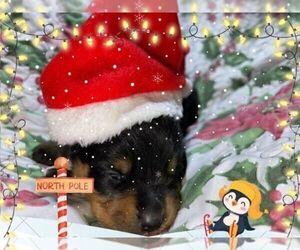 Rottweiler Puppy for sale in DRAPER, VA, USA