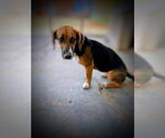 Small #3 Beagle Mix