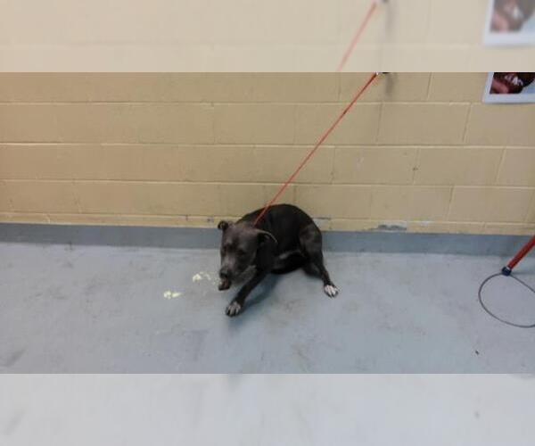 Medium Photo #1 Mutt Puppy For Sale in Tulsa, OK, USA