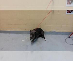 Mutt Dogs for adoption in Tulsa, OK, USA