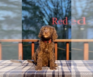 Goldendoodle Puppy for Sale in WEST LINN, Oregon USA